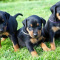 Doberman Pinscher Puppies