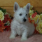 West Highland White Terrier Puppies
