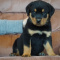 Rottweiler Puppies