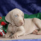 Weimaraner Puppies