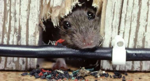 Rat Home Removal Los Angeles