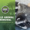 Rodent Control Simi Valley