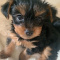 Teacup Yorkie Puppy For Sale