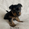 Teacup Yorkie Puppy For Sale