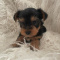 Teacup Yorkie Puppy For Sale