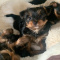 Teacup Yorkie Puppy For Sale
