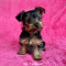 Teacup Yorkie Puppy For Sale