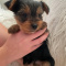 Teacup Yorkie Puppy For Sale