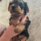 Teacup Yorkie Puppy For Sale