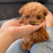 Poodle# puppies# for# sale#