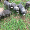Blue nose Pitbull puppies for Sale