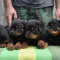 Lydia-Female Rottweiler puppy