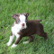 CKC Boston Terrier Puppies !!