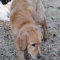 Service Dogs For Sale