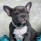 Wonderful and adorable French Bulldog Emma