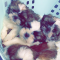 AKC Shih Tzu Male