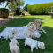 Golden Retriever Puppies For Sale