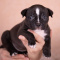 AKC Bully Puppy