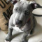 Red and Blue Nose Pit Bull Puppies Available