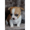 Chihuahua puppy In excellent breed type