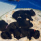 Labradoodle Puppies