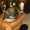 Apple Head Long Coat Female Chihuahuas AKC