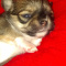 Long Coat Apple Head Chihuahuas Puppies 2 Females
