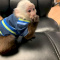 Capuchin baby monkeys available....