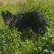 German Shepherd Puppies Czech Lines