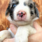 Mini Aussie & Border Collie Puppies