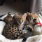 Adorable F1 savannah kittens for sale**