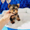Quality Male And Female Yorkie Puppies For Sale
