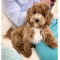 Golden Doodle Puppy For Rehoming