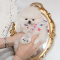 Beautiful teacup Pomeranian