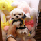 Gorgeous Teacup Maltese