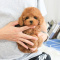 Red Teacup Poodle