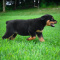 Charming Rottweiler puppies