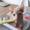 sphynx kittens for sale