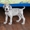 Great Dane Puppies For Sale