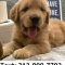 loyal Golden Retriever Puppies Available.