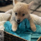 pampered Pomsky Puppies Available.