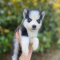perfect Siberian Husky Puppies Available.