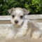 protective Schnauzer Puppies Available.