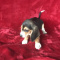 pleasant Beagle Puppies Available.