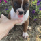 dashing Boxer Babies Available.