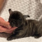 loving French Bulldog Puppies Available.