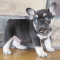 Dedicated to a Healthy Legacy (HOUSE OF PETS)