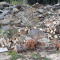 Free Firewood