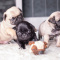 Beautiful and healthy pug puppies for sale.