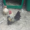 Seramas/ Japanese / Hens / Peacocks